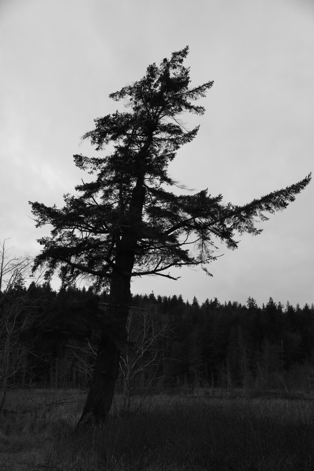 Ominous pines