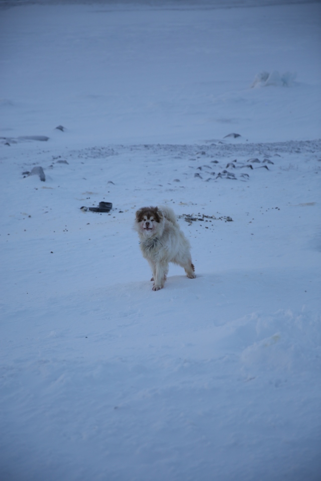 Arctic pups
