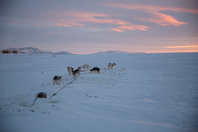 Inuit dog team
